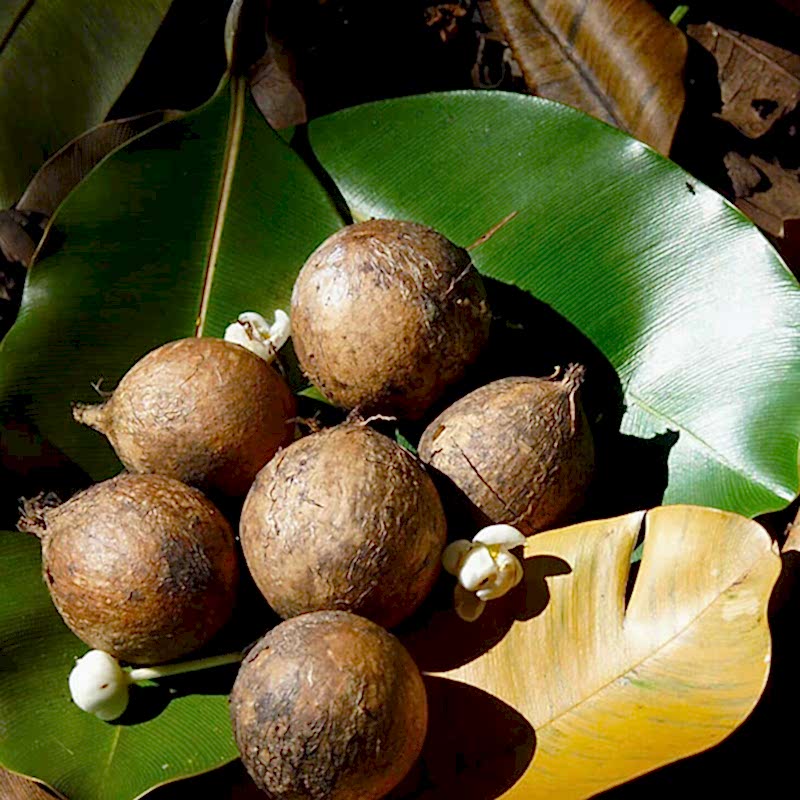Tamanu Yağı Nedir? Faydaları Nelerdir?