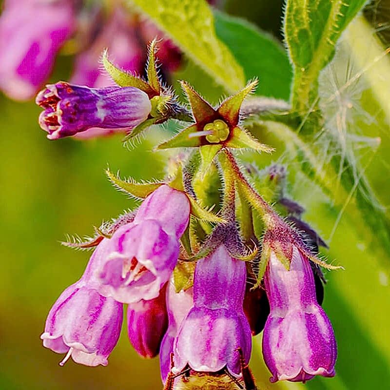 Allantoin Nedir? Faydaları Nelerdir?